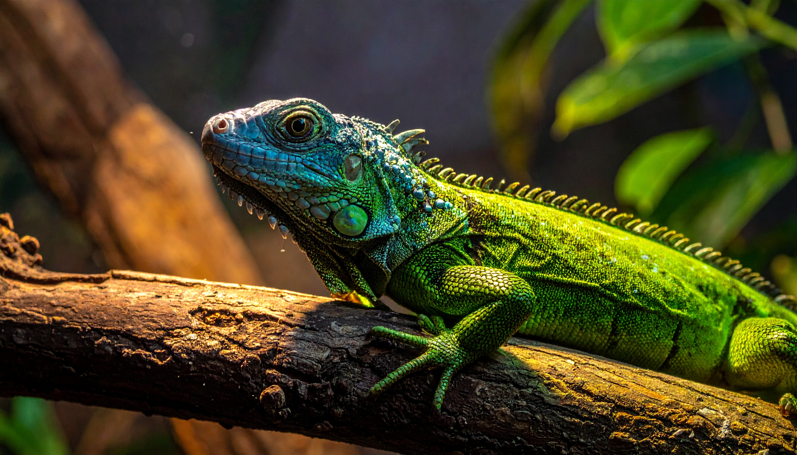 Reptile Keepers Klub