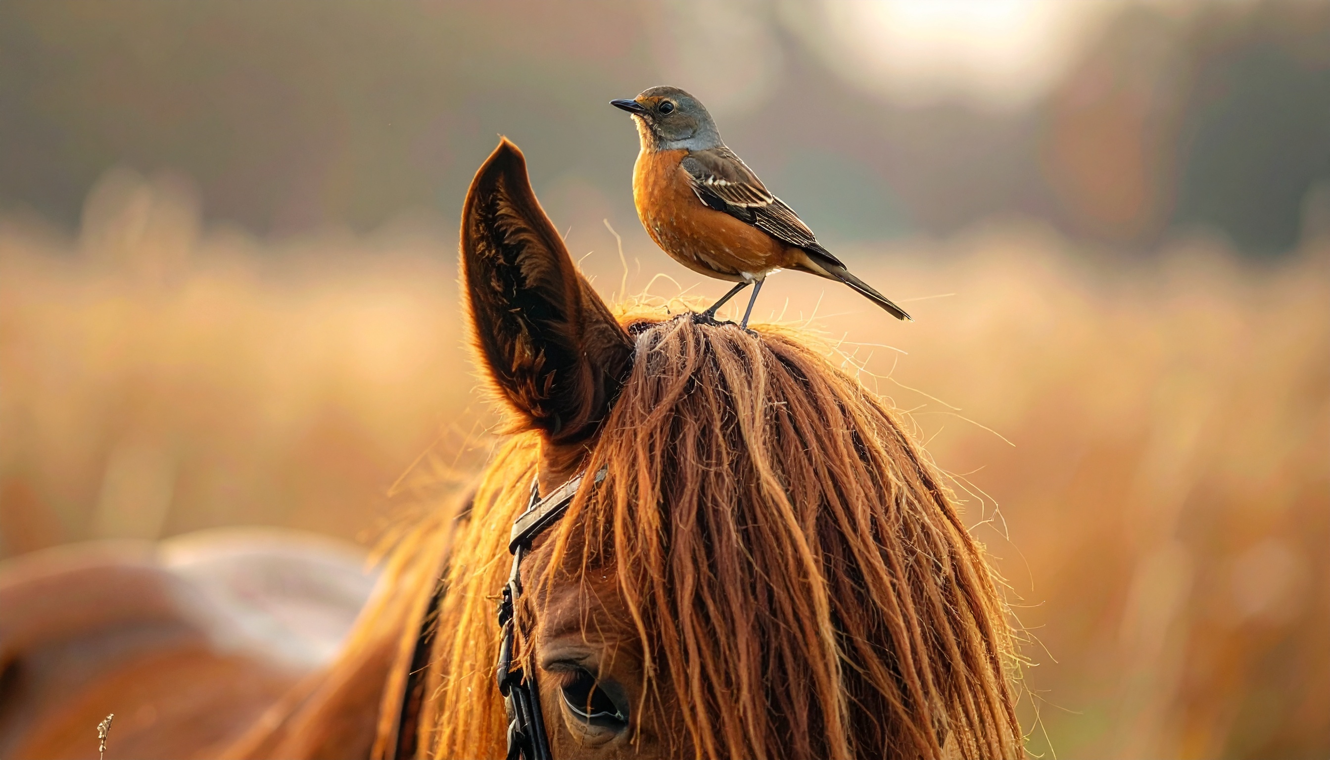 Bird and Horse Lovers